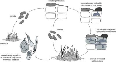 Development of a model for Colletotrichum diseases with calibration for phylogenetic clades on different host plants